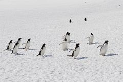 23A Gentoo Penguins Walking Quickly On Cuverville Island On Quark Expeditions Antarctica Cruise.jpg